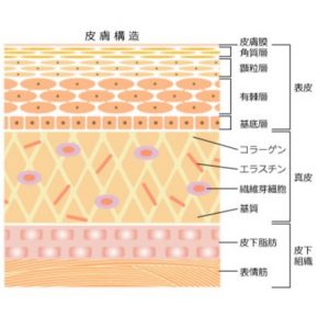 印刷 皮膚の構造 イラスト 無料 最高の画像壁紙ikhd