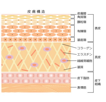 皮膚構造2 皮膚構造2